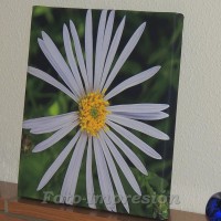 /album/foto-impresion/flor-blanca-multipetalos-lateral-30x30-jpg/